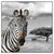 Led Wandbild Zebra In Afrika Quadrat Produktvorschau Frontal