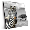 Led Wandbild Zebra In Afrika Quadrat Produktvorschau Seitlich