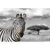 Led Wandbild Zebra In Afrika Querformat Motivvorschau