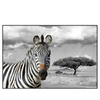 Led Wandbild Zebra In Afrika Querformat Produktvorschau Frontal