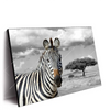 Led Wandbild Zebra In Afrika Querformat Produktvorschau Seitlich
