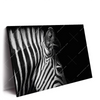 Led Wandbild Zebra Schwarzweiss Querformat Produktvorschau Seitlich