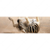 Led Wandbild Zebra Staub Panorama Motivvorschau