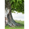 Textil Ersatzdruck Alte Linde Auf Sommerwiese Hochformat Motivvorschau