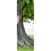 Textil Ersatzdruck Alte Linde Auf Sommerwiese Schmal Motivvorschau