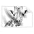 Textil Ersatzdruck Bleistiftzeichnung Giraffe Querformat Produktvorschau Frontal