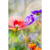 Textil Ersatzdruck Blumenwiese Mit Schmetterlingen Hochformat Motivvorschau
