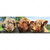 Textil Ersatzdruck Drei Schottische Rinder Panorama Motivvorschau