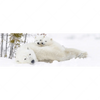 Textil Ersatzdruck Eisbaerenfamilie In Winterlicher Landschaft Panorama Motivvorschau