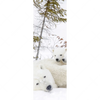 Textil Ersatzdruck Eisbaerenfamilie In Winterlicher Landschaft Schmal Motivvorschau