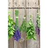 Textil Ersatzdruck Frische Kraeuter An Holzstange Hochformat Motivvorschau