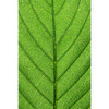 Textil Ersatzdruck Gruene Blattadern Hochformat Motivvorschau