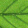 Textil Ersatzdruck Gruene Blattadern Hochformat Zoom