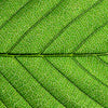 Textil Ersatzdruck Gruene Blattadern Quadrat Motivvorschau