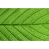 Textil Ersatzdruck Gruene Blattadern Querformat Motivvorschau