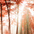 Textil Ersatzdruck Herbstwald Panorama Zoom