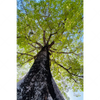 Textil Ersatzdruck Hoher Baum Hochformat Motivvorschau