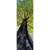Textil Ersatzdruck Hoher Baum Schmal Motivvorschau