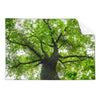 Textil Ersatzdruck Imposanter Baum Querformat Produktvorschau Frontal