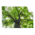 Textil Ersatzdruck Imposanter Baum Querformat Produktvorschau Frontal