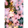 Textil Ersatzdruck Kirschblueten Im Fruehlingslicht Hochformat Motivvorschau
