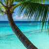 Textil Ersatzdruck Kokospalme Am Strand Panorama Zoom