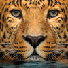 Textil Ersatzdruck Leopard Im Wasser Querformat Zoom