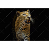 Textil Ersatzdruck Leopard In Der Dunkelheit Querformat Motivvorschau