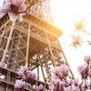 Textil Ersatzdruck Mangnolien In Paris Panorama Zoom