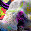 Textil Ersatzdruck Moderner Bunter Elefant No 2 Panorama Zoom