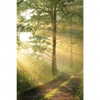 Textil Ersatzdruck Morgenspaziergang Im Nebeligem Wald Hochformat Motivvorschau