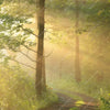 Textil Ersatzdruck Morgenspaziergang Im Nebeligem Wald Hochformat Zoom