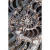 Textil Ersatzdruck Muschel Fossil No 3 Hochformat Motivvorschau