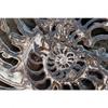 Textil Ersatzdruck Muschel Fossil No 3 Querformat Motivvorschau