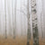 Textil Ersatzdruck Nebel Im Birkenwald Hochformat Zoom
