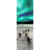 Textil Ersatzdruck Nordlichter Und Schlittenhunde Schmal Motivvorschau
