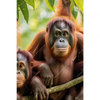 Textil Ersatzdruck Orang Utan Familie Im Regenwald Hochformat Motivvorschau