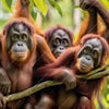 Textil Ersatzdruck Orang Utan Familie Im Regenwald Quadrat Motivvorschau