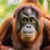 Textil Ersatzdruck Orang Utan Familie Im Regenwald Quadrat Zoom