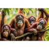 Textil Ersatzdruck Orang Utan Familie Im Regenwald Querformat Motivvorschau