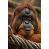 Textil Ersatzdruck Orang Utan Mit Sanftem Blick Hochformat Motivvorschau