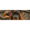 Textil Ersatzdruck Orang Utan Mit Sanftem Blick Panorama Motivvorschau