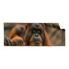 Textil Ersatzdruck Orang Utan Mit Sanftem Blick Panorama Produktvorschau Frontal