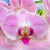 Textil Ersatzdruck Orchideen Blueten Schmal Zoom