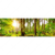 Textil Ersatzdruck Sonne Im Gruenen Wald Panorama Motivvorschau