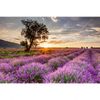Textil Ersatzdruck Sonnenaufgang Im Lavendelfeld Querformat Motivvorschau