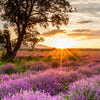 Textil Ersatzdruck Sonnenaufgang Im Lavendelfeld Querformat Zoom