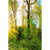 Textil Ersatzdruck Sonnenlicht Im Wald Hochformat Motivvorschau