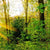 Textil Ersatzdruck Sonnenlicht Im Wald Hochformat Zoom