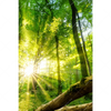 Textil Ersatzdruck Sonnenstrahlen Im Dichten Wald Hochformat Motivvorschau
